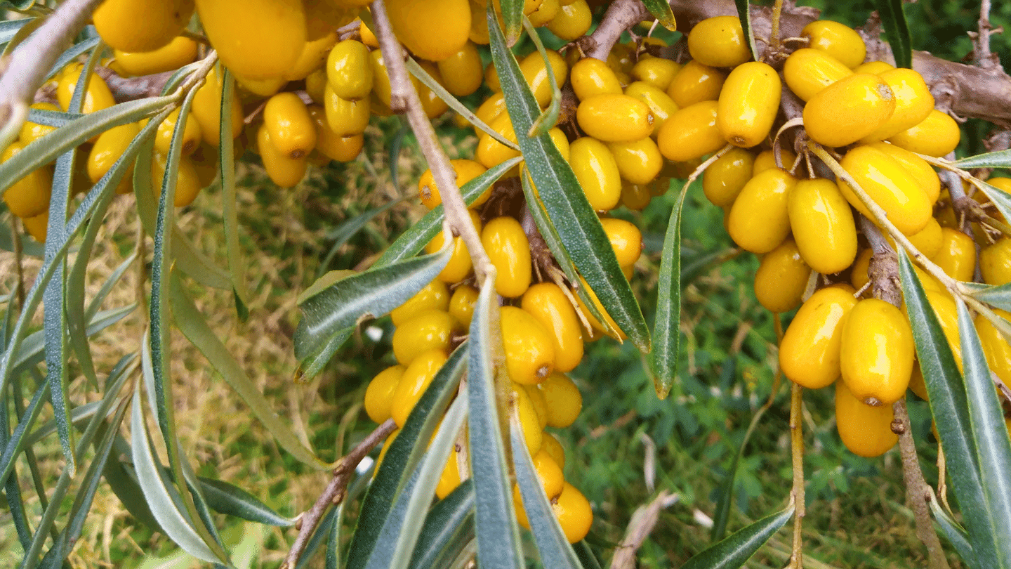 8-р сарын эхээр