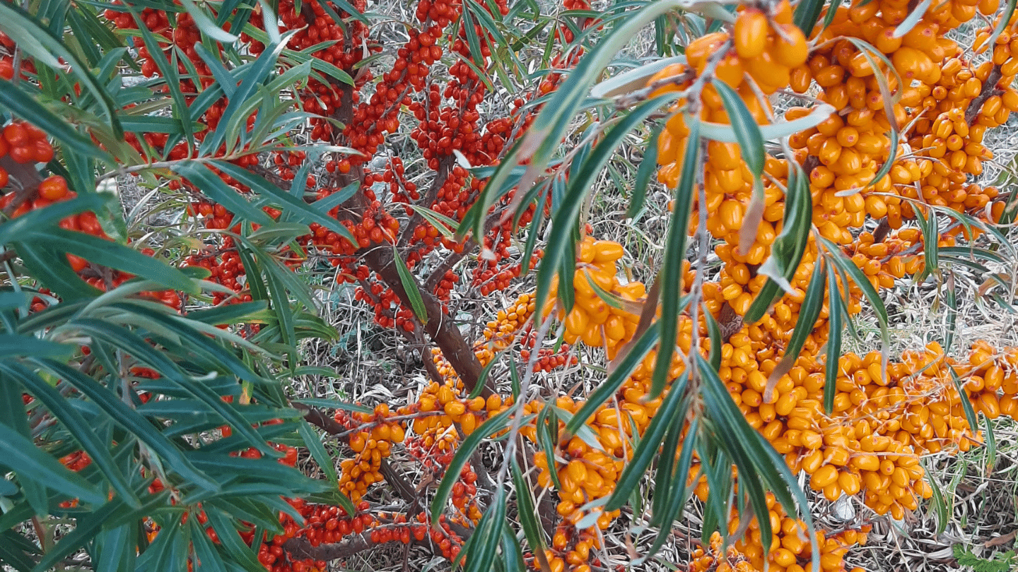 8-р сарын сүүлээр