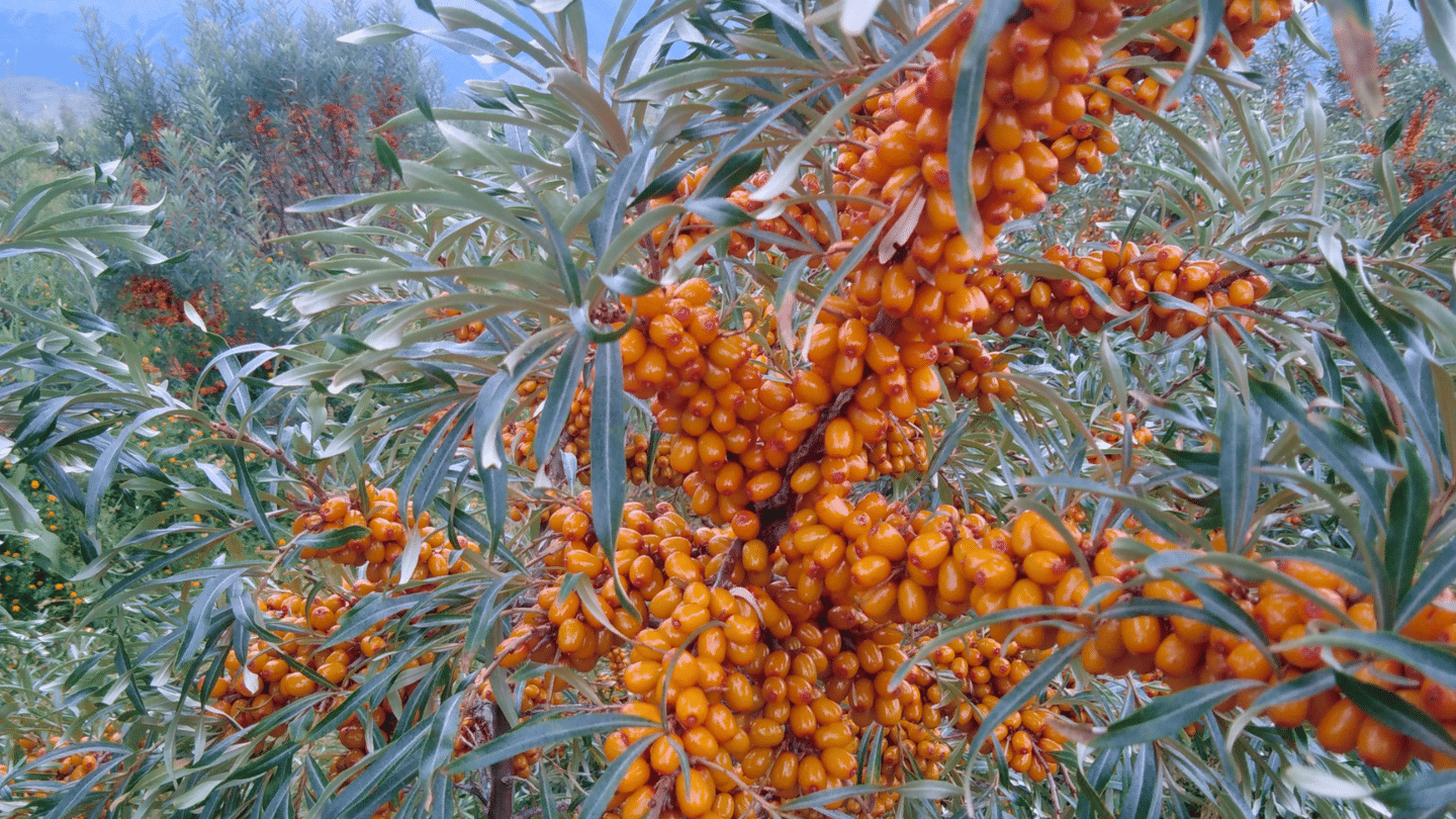 8-р сарын дундуур